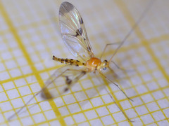Macrocera phalerata