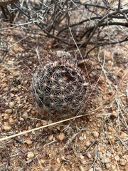 Mammillaria wrightii wilcoxii
