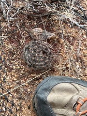 Mammillaria wrightii wilcoxii