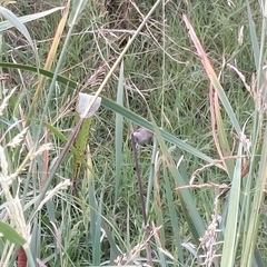 Sporophila caerulescens