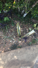 Sansevieria trifasciata