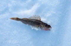 Gymnocephalus cernua