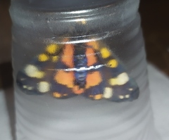 Callimorpha dominula