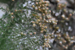 Venturiella sinensis