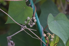 Menispermum dauricum