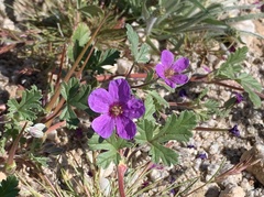 Erodium texanum