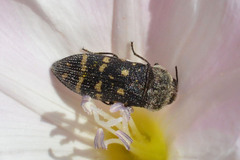 Acmaeoderella flavofasciata