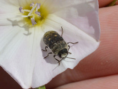Acmaeoderella flavofasciata