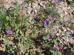 Erodium texanum