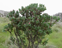 Protea subvestita