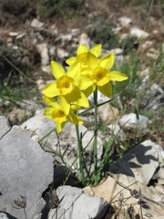 Narcissus assoanus