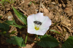Acmaeoderella flavofasciata