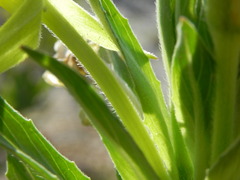 Oenothera stucchii