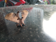 Apatelodes torrefacta