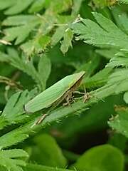 Draeculacephala antica