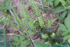 Lepidium campestre