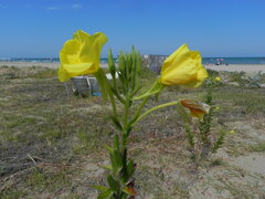 Oenothera stucchii