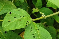 Solanum jamaicense