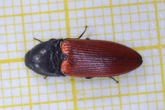 Ampedus praeustus
