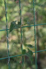 Cynanchum wilfordii