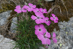 Dianthus pavonius