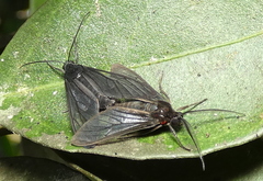 Saurita