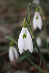 Galanthus nivalis