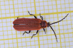 Lopheros rubens