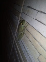 Itapotihyla langsdorffii