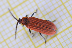 Lopheros rubens