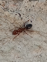 Camponotus nirvanae