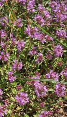 Thymus serpyllum
