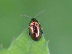 Crepidodera