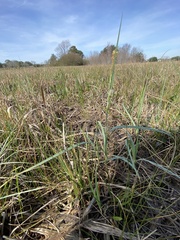 Carex meadii