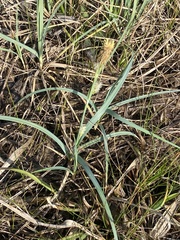 Carex meadii