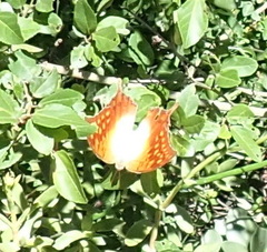 Charaxes varanes varanes