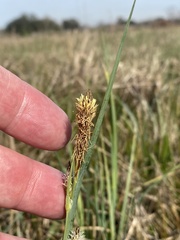 Carex meadii