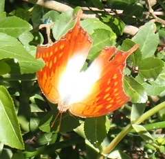 Charaxes varanes varanes