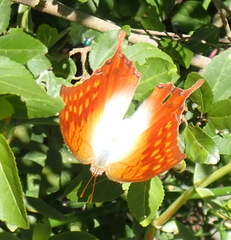Charaxes varanes varanes