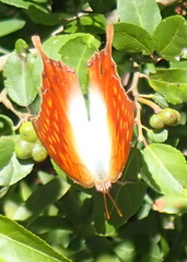 Charaxes varanes varanes