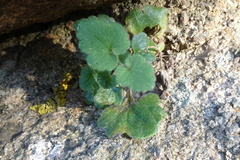 Asarina procumbens