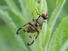 Otites formosa
