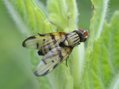 Otites formosa