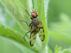Otites formosa