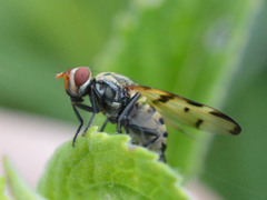 Otites formosa