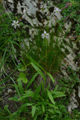 Silene campanula