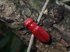 Synhoria cephalotes