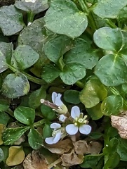 Cardamine hirsuta