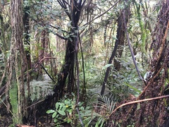 Hedycarya arborea