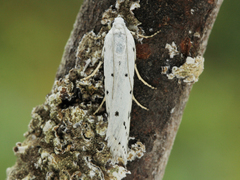 Myelois circumvoluta